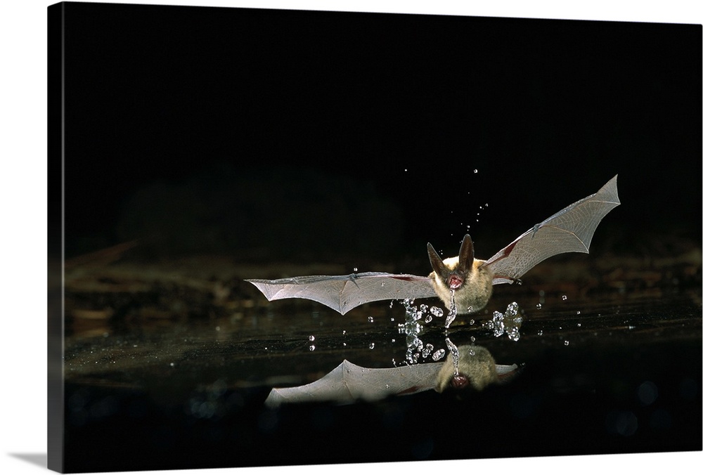 Western Long-eared Myotis (Myotis evotis) bat, Deschutes National Forest, Oregon