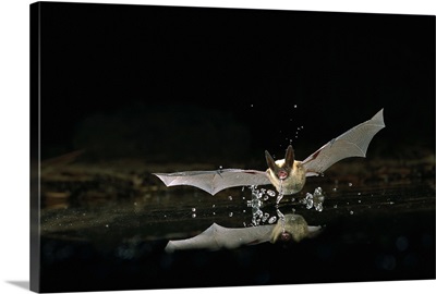Western Long-eared Myotis (Myotis evotis) bat, Deschutes National Forest, Oregon
