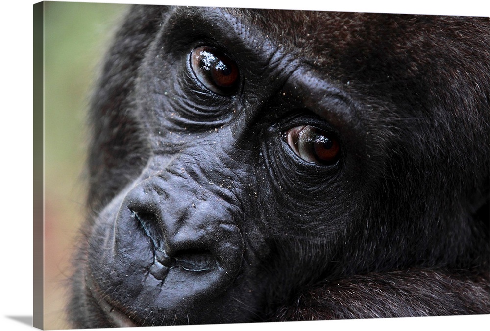 Western lowland gorilla / Gorilla gorilla gorilla5 years old orphan gorilla involved in a reintroduction project, PPG, man...