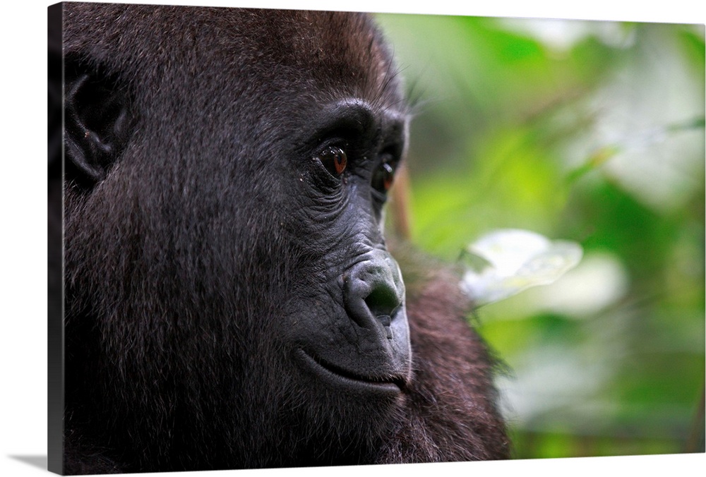 Western lowland gorilla / Gorilla gorilla gorilla5 years old orphan gorilla involved in a reintroduction project, PPG, man...