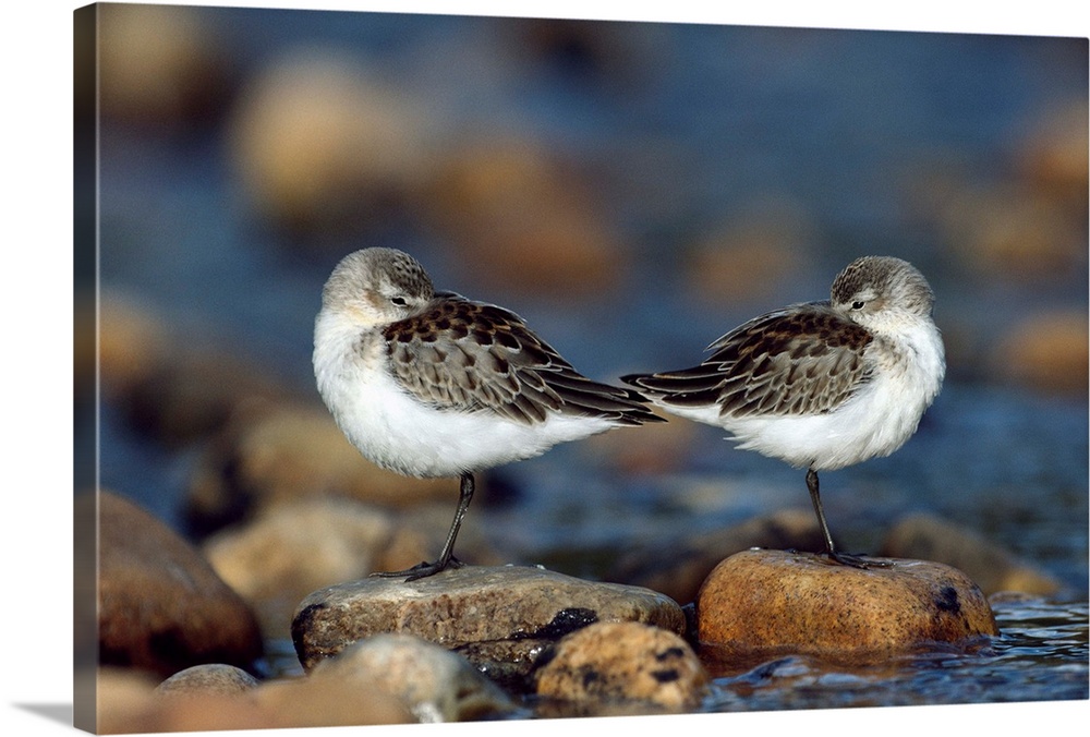 Western Sandpipers pair standing back to back with beaks tucked under wings