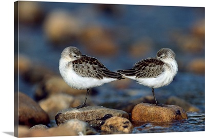 Western Sandpipers pair standing back to back with beaks tucked under wings