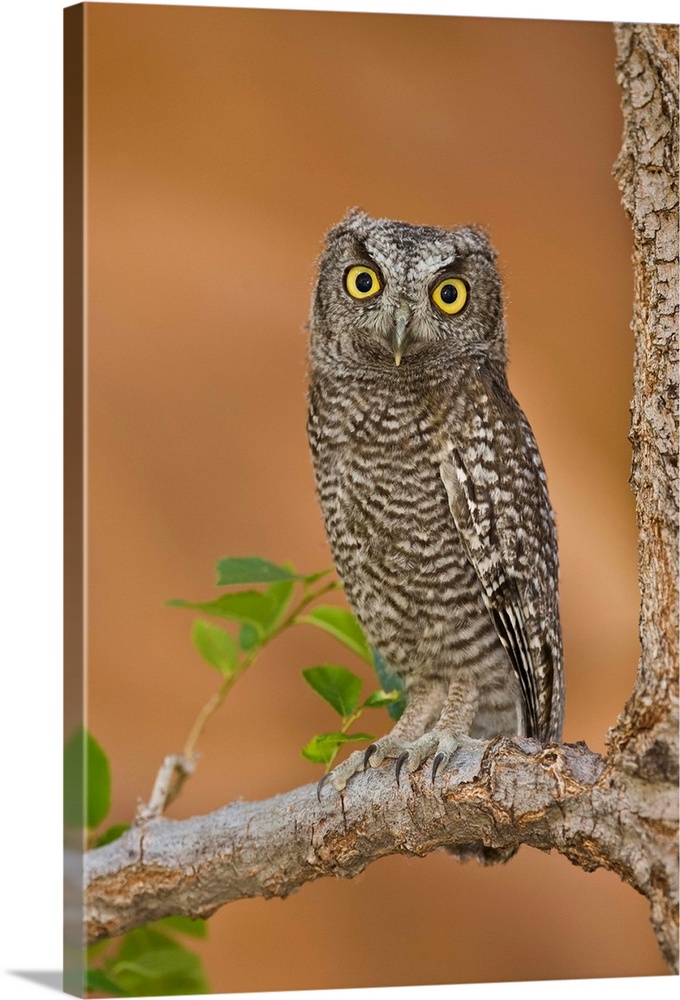 Western Screech Owl juvenile, Utah