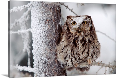Western Screech Owl perching in a tree with snow on its head, British Columbia, Canada