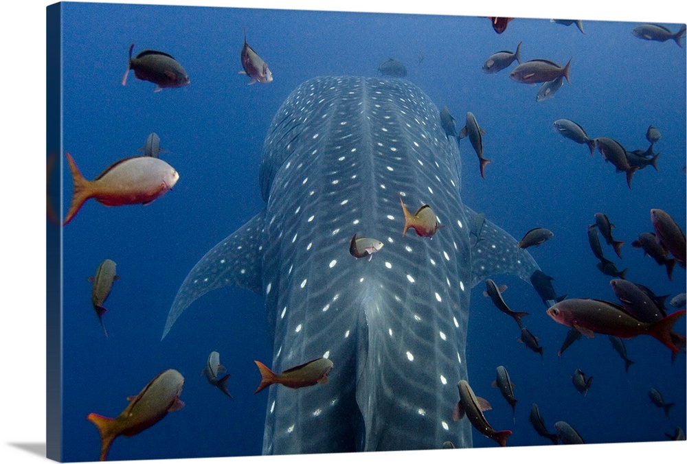 Whale Shark (Rhincodon typus) with PAT (Satellite Tag) (PAT tag means Pop off Archival Tag) These tags are designed to rel...