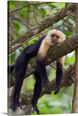 White-faced Capuchin resting in tree, Osa Peninsula, Costa Rica