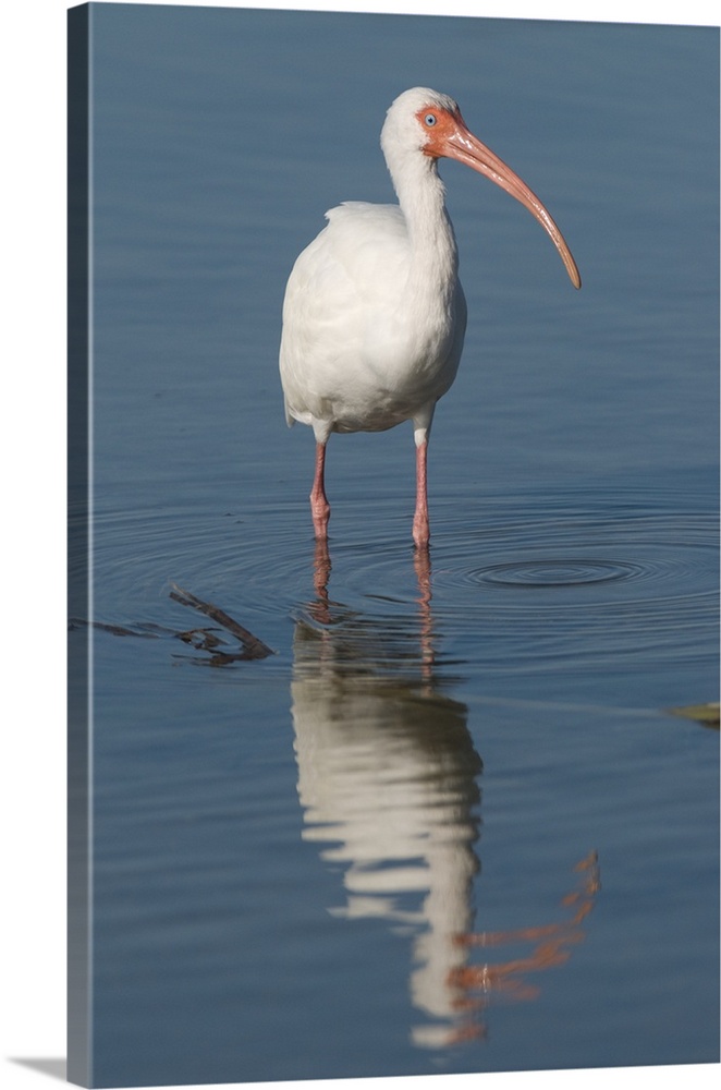 white ibis (Eudocimus albus), Refection, Fort Meyers FL