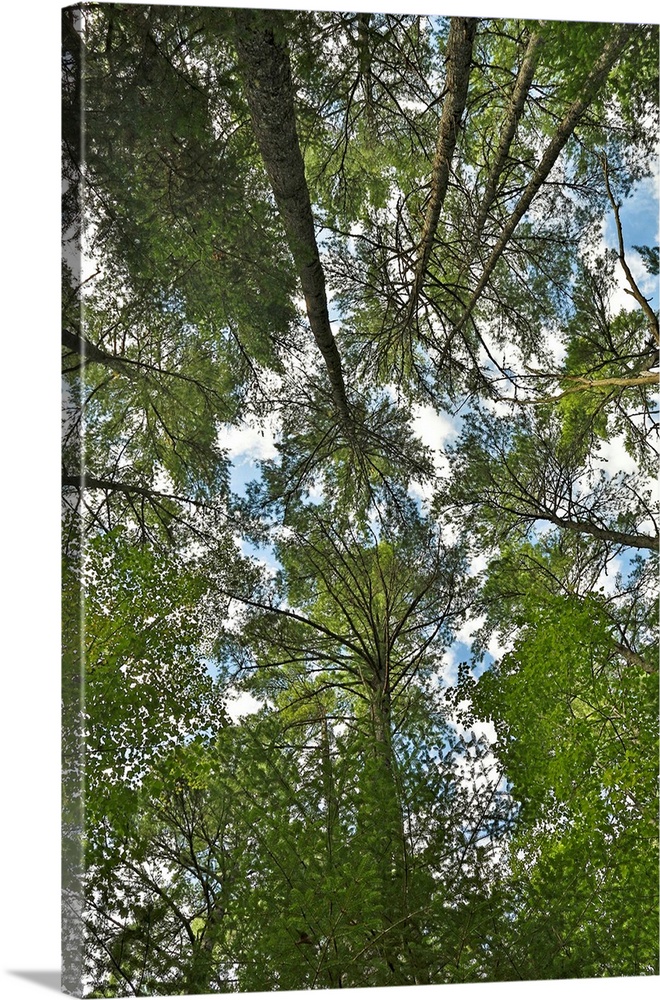 white pine canopy against blue sky