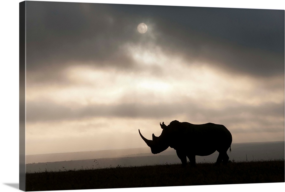 White Rhinoceros at sunset, Solio Game Reserve, Kenya