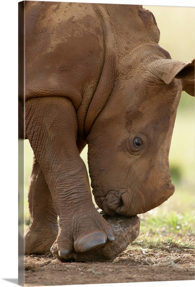 White Rhinoceros calf playing with a rock, South Africa