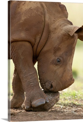 White Rhinoceros calf playing with a rock, South Africa
