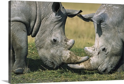 White Rhinoceros (Ceratotherium simum) close-up of two fighting, Kenya