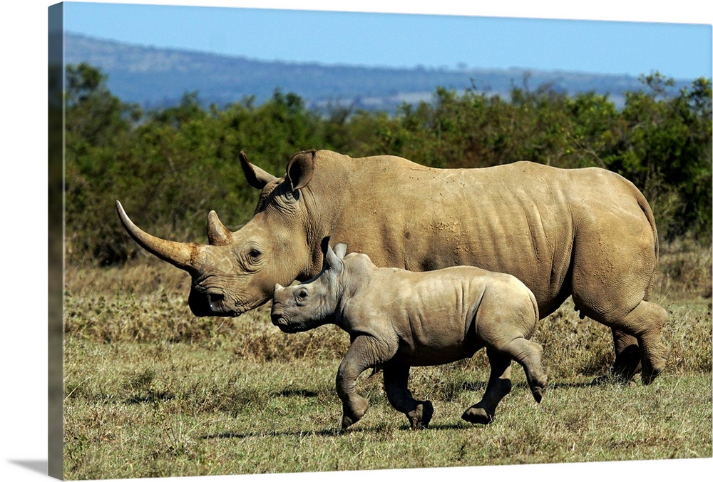 White Rhinoceros (Ceratotherium simum) mother and calf, Solio Game Reserve, Kenya.