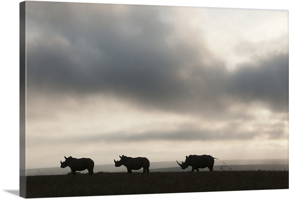 White Rhinoceros trio at sunset, Solio Ranch, Kenya