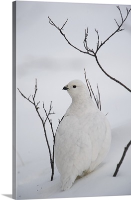 White-tailed Ptarmigan camouflaged in snow, Alaska