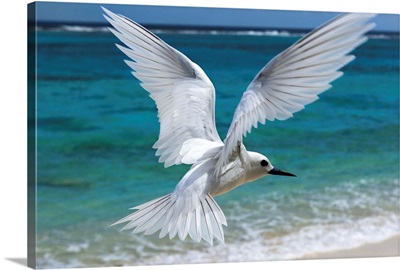 White Tern flying over beach, Midway Atoll, Hawaiian Leeward Islands, Hawaii