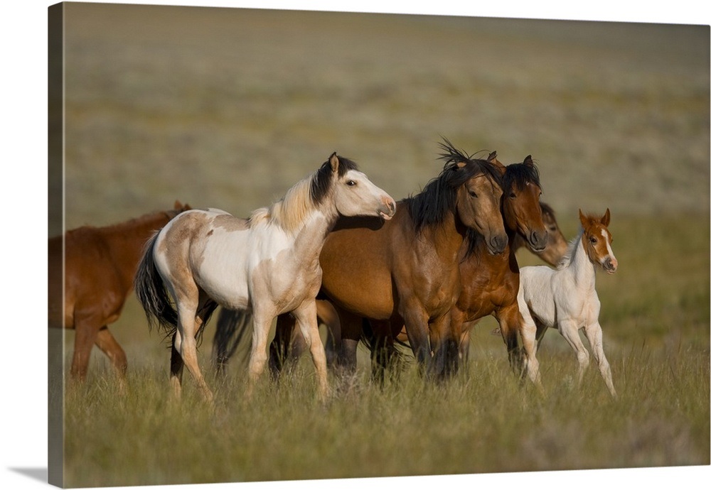 Wild Horse herd running, Wyoming Wall Art, Canvas Prints, Framed Prints ...