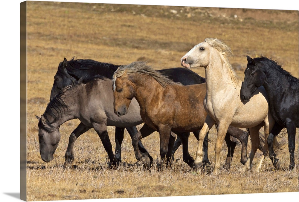 Wild Stallion Herd Pryor Mountain Montana