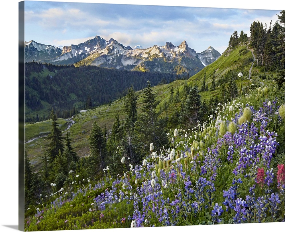 Wildflowers and Tatoosh Range, Mount Rainier National Park, Washington