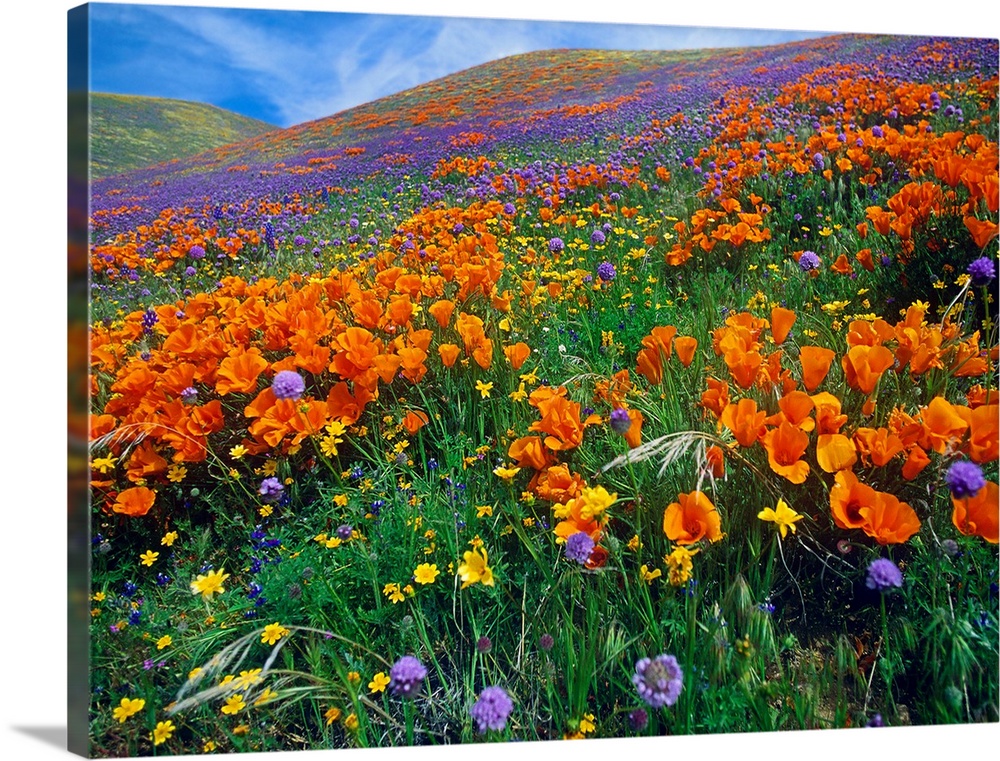 This photograph is a color landscape of California Poppies (Eschscholzia californica) and other blooms covering a hill in ...