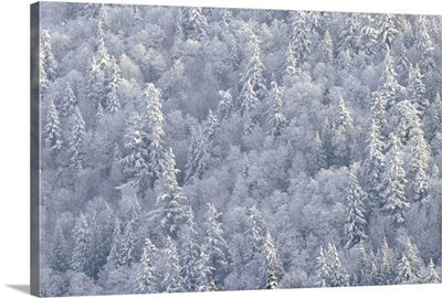 Winter forest, British Columbia