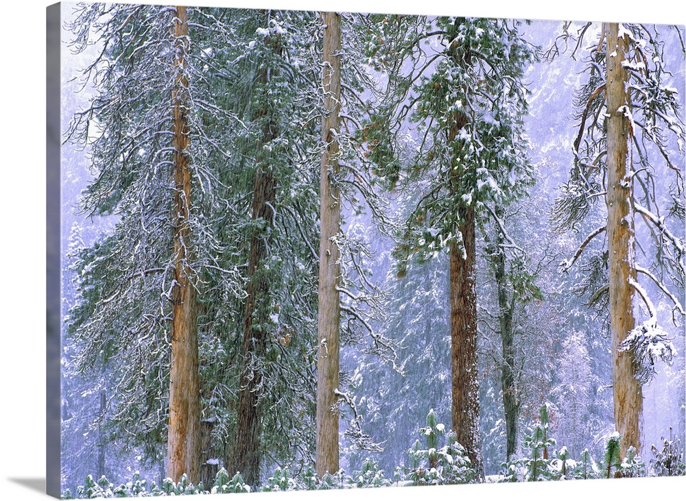 Winter in Yosemite National Park, California