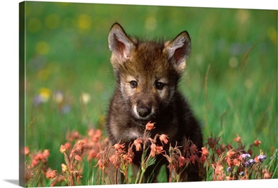 Wolf pup, Montana