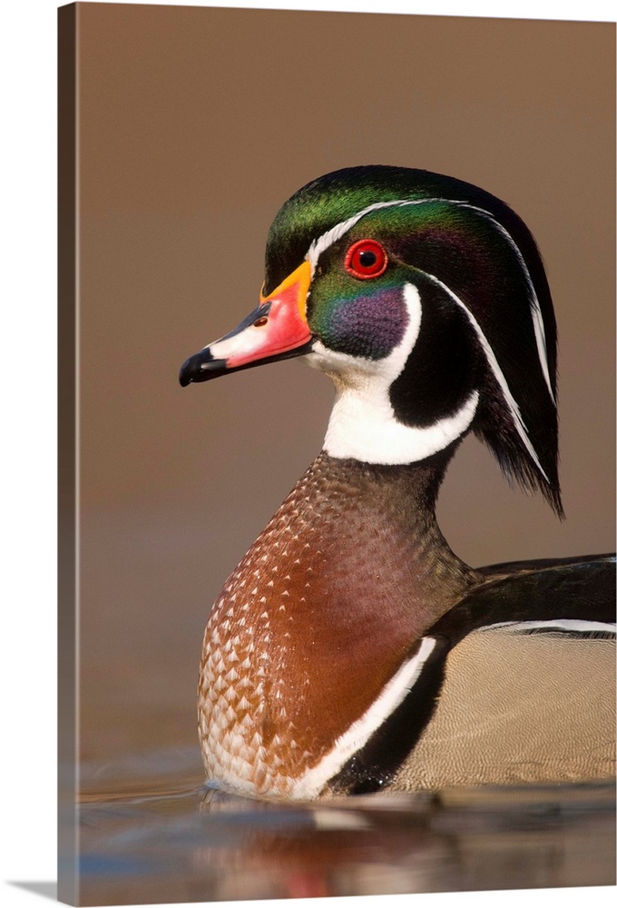 wood duck (Aix sponsa), Headshot, Swimming,  Male, Lapeer State Game Area, MI