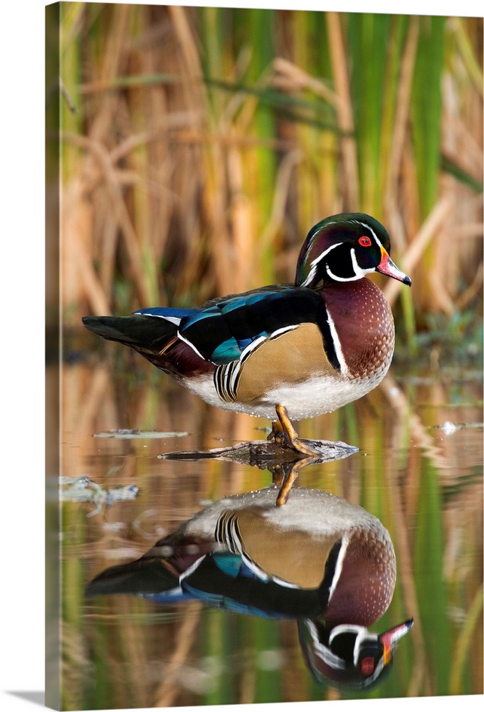 wood duck (Aix sponsa), Reflection, Standing,  Male, Lapeer State Game Area, MI