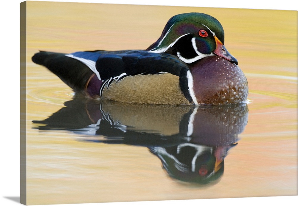 wood duck (Aix sponsa), Reflection, Swimming,  Male, Lapeer State Game Area, MI