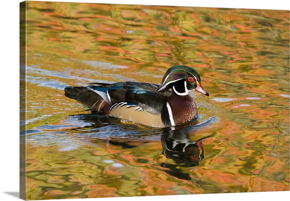 wood duck (Aix sponsa), Male, Fall Color,Reflection, North Chagrin Falls State Park, OH