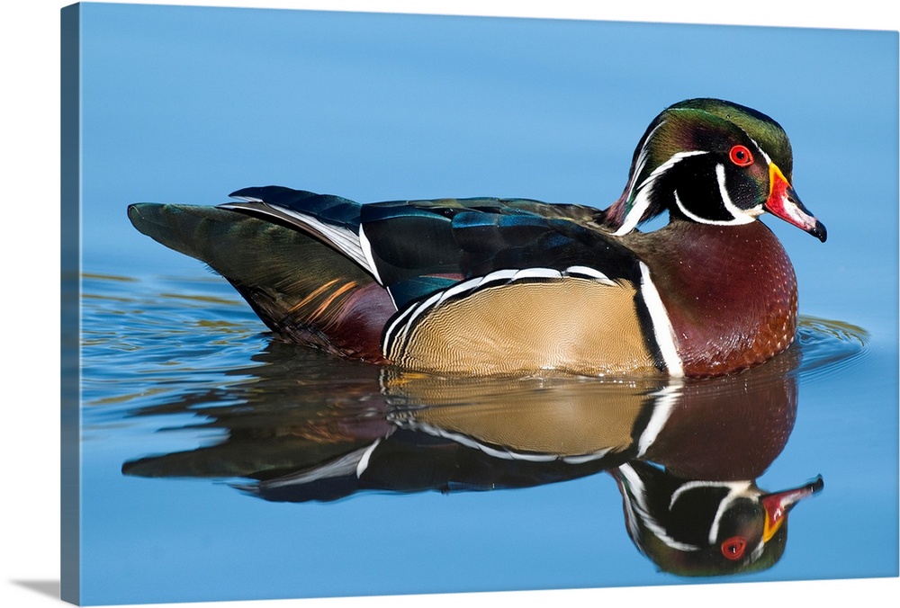 wood duck (Aix sponsa), Reflection, Swimming,  Male, Lapeer State Game Area, MI