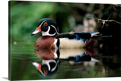 Wood Duck (Aix sponsa) on water, British Columbia, Canada