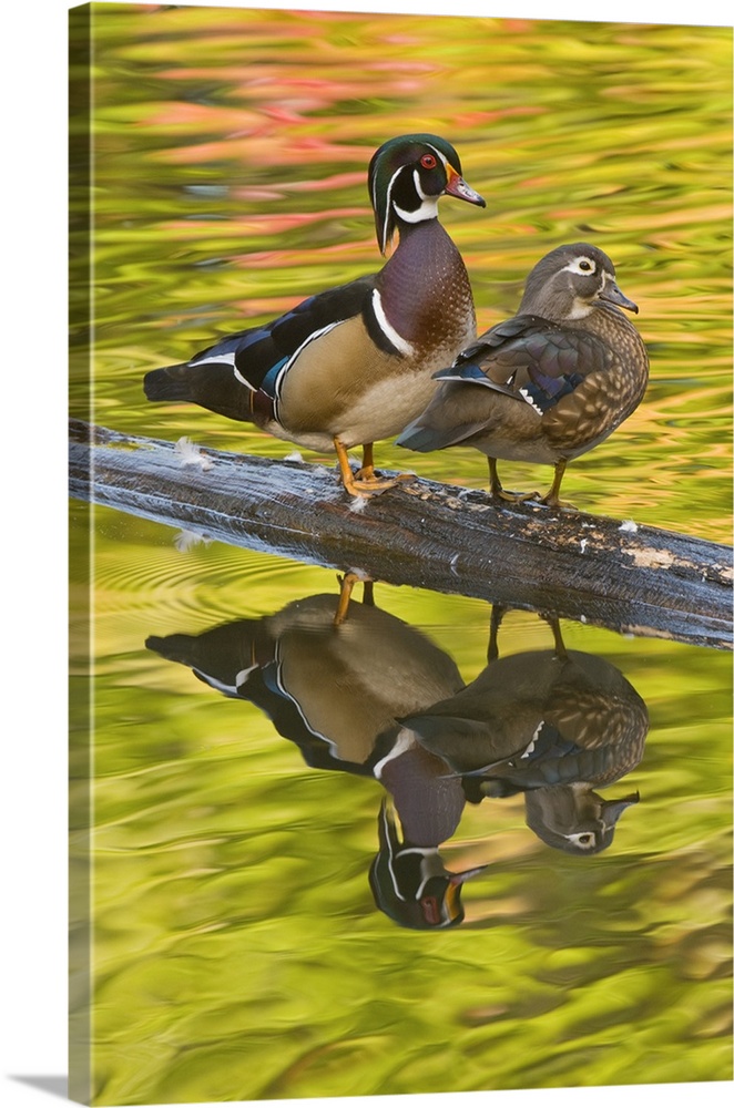 wood duck (Aix sponsa), pair, Reflection, Fall Color, North Chagrin Falls State Park, OH