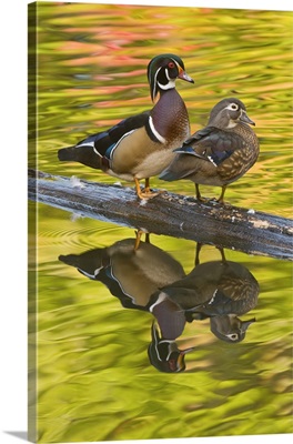 Wood Duck (Aix sponsa) pair, North Chagrin Reservation, Ohio