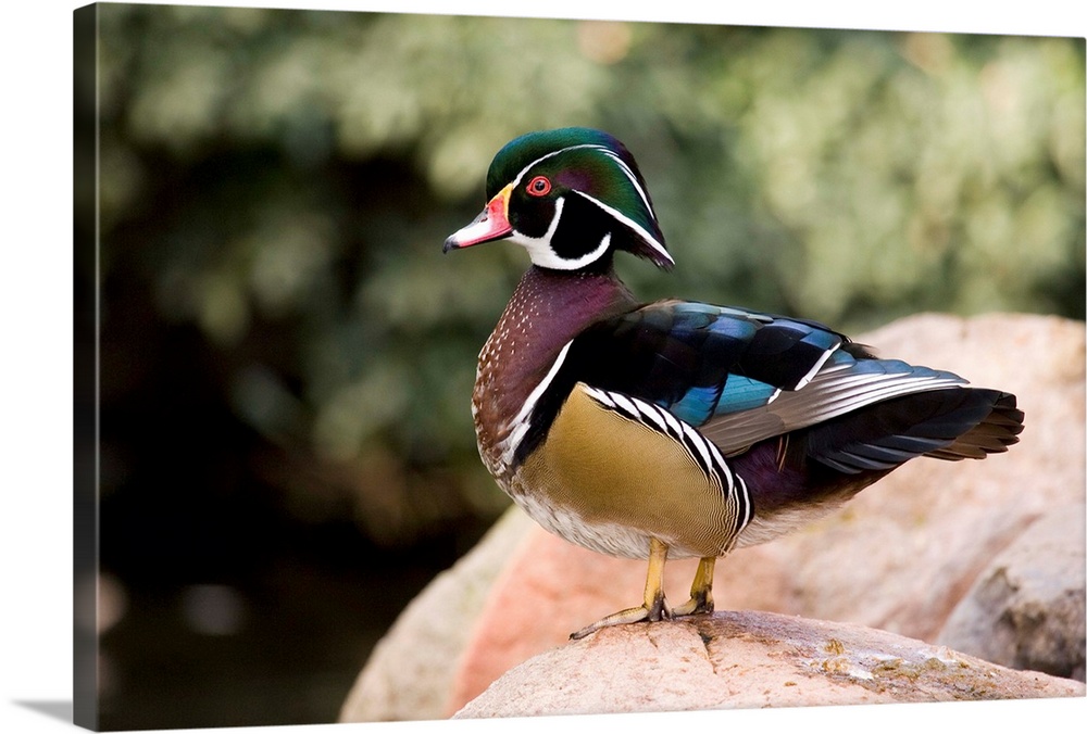 Wood Duck male in breeding plumage, California