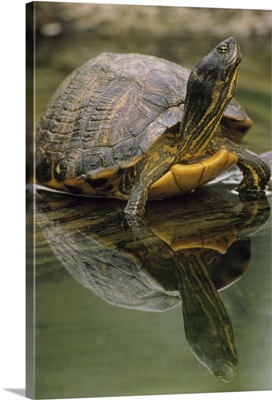 Yellow-bellied Slider turtle, portrait, in water, North America