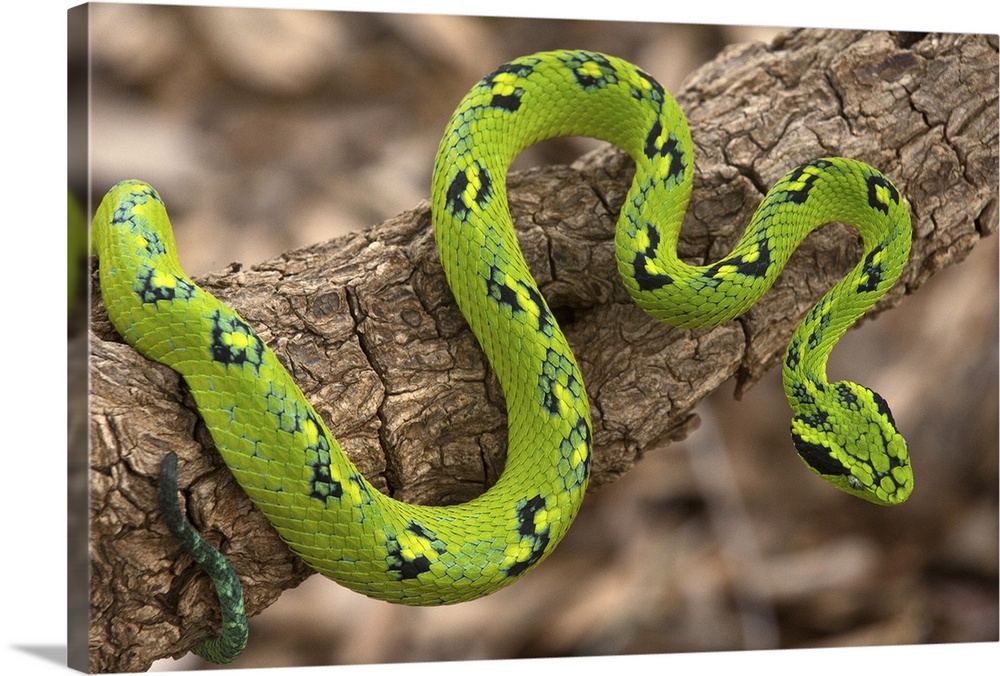 Yellow-blotched Palm Pitviper (Bothriechis aurifer), southern Mexico