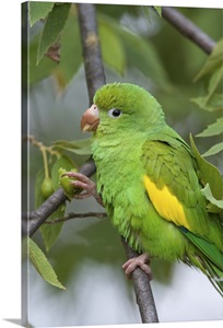 Yellow-chevroned Parakeet (Brotogeris chiriri), Pantanal, Brazil image thumbnail