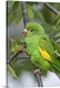image thumbnail of Yellow-chevroned Parakeet (Brotogeris chiriri), Pantanal, Brazil