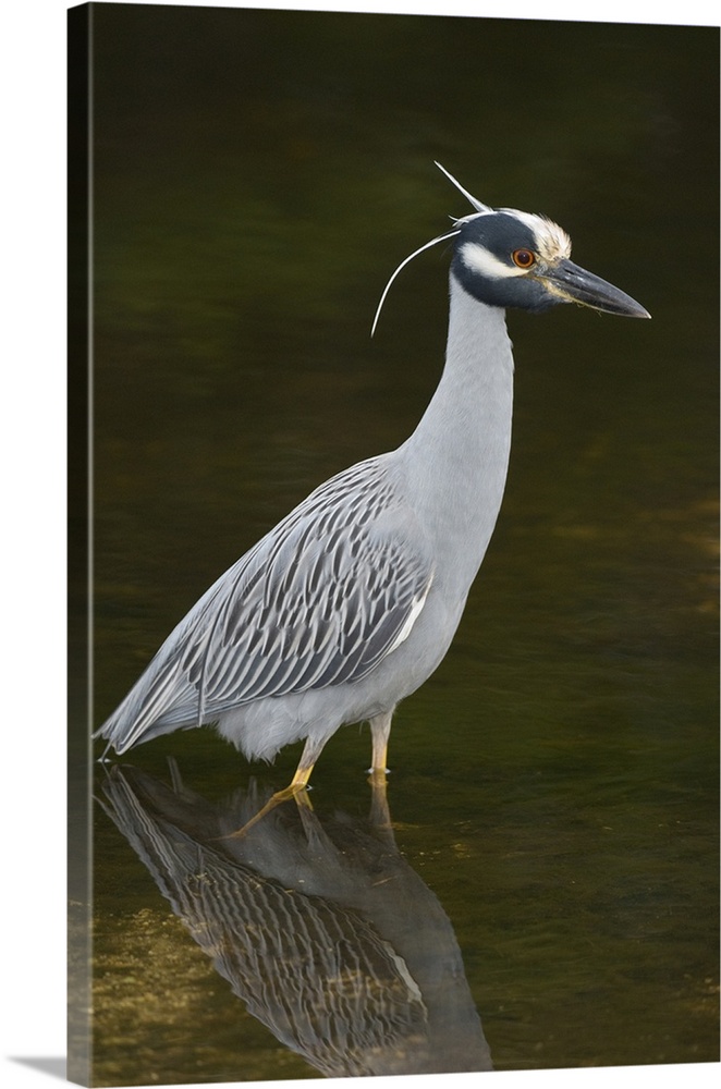 Yellow-crowned night heron (Nycticorax violacea), Ding Darling NWR FL
