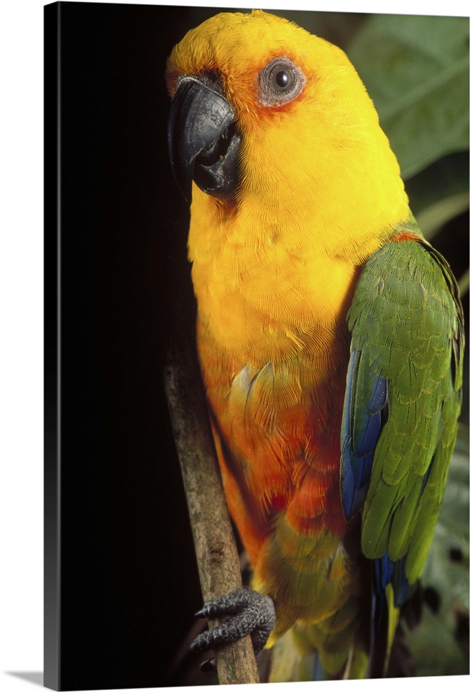 Yellow-faced Parrot (Amazona xanthops) portrait, threatened, southern Brazil
