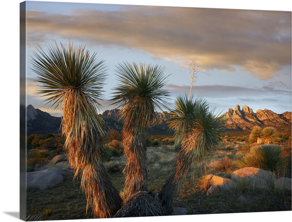 Yucca (Yucca sp) and Organ Mountains near Las Cruces, New Mexico