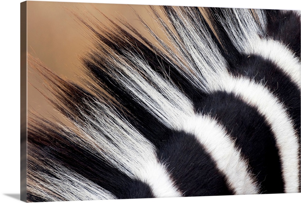 A very close up photograph of just the mane on a zebra.