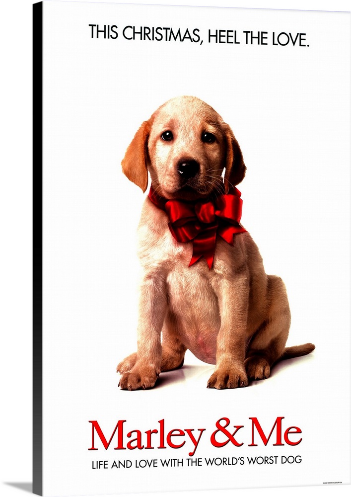 A family learns important life lessons from their adorable, but naughty and neurotic dog.