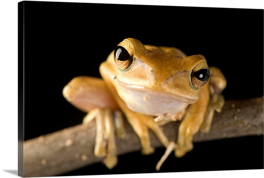 A Malaysian golden gliding frog (Polypedates leucomystax) Photo Canvas ...