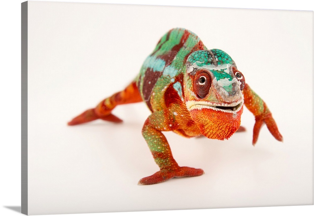 A male panther chameleon, at the Dallas World Aquarium Wall Art, Canvas Prints, Framed Prints ...