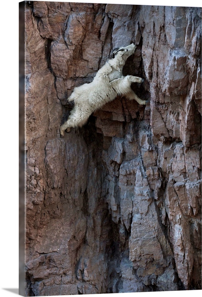 A mountain goat descends a sheer rock wall to lick exposed salt Wall