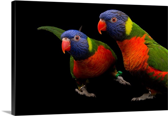 a pair of australian