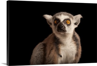 Lemur Wall Art & Canvas Prints | Lemur Panoramic Photos, Posters ...